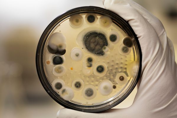 mold inspection